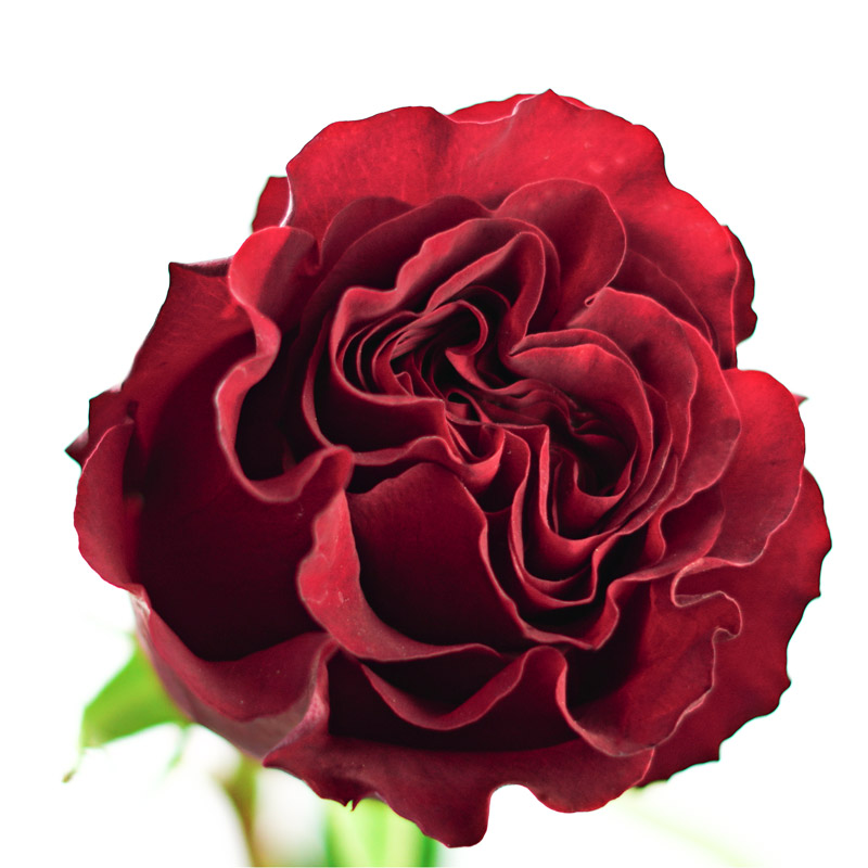 Wholesale Flowers, Red Hearts Roses